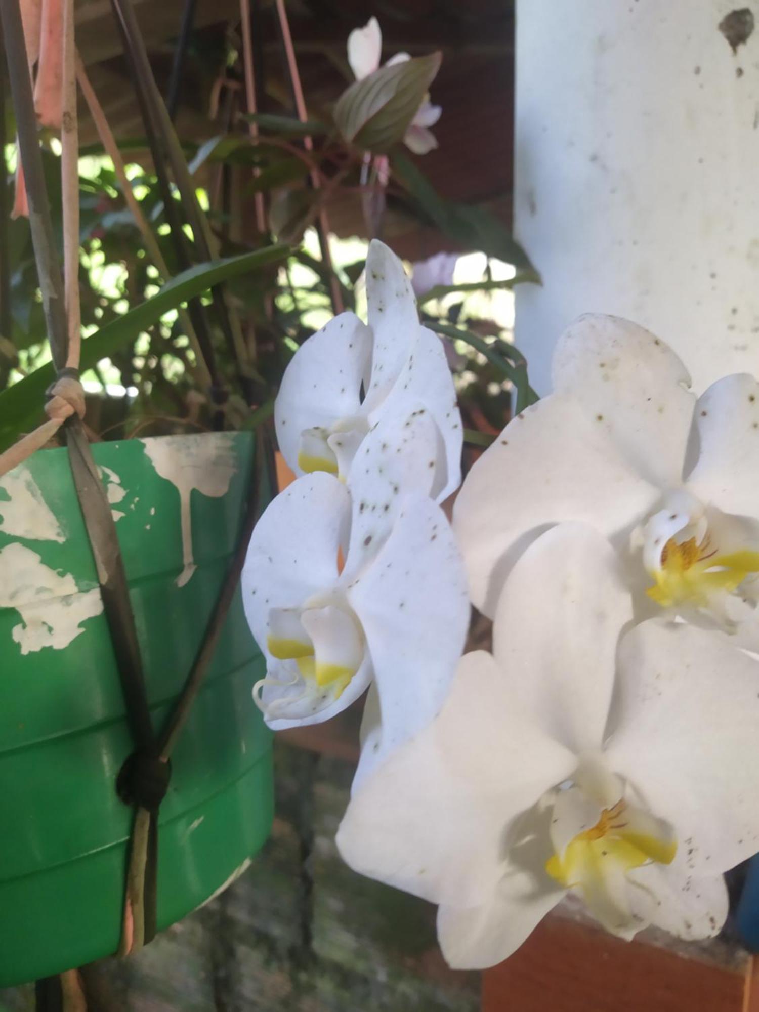 Eco Aldea Topacio سازايما المظهر الخارجي الصورة